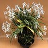 Neofinetia falcata Suruga Fukurin 駿河覆輪